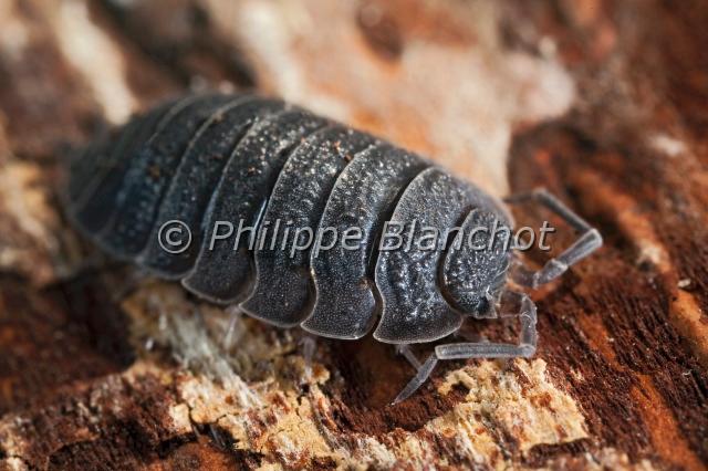 porcellio scaber.JPG - Porcellio scaberPorcellion rudeCrustacea, IsopodaFrance
